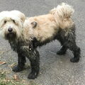 Tibetaanse Terrier