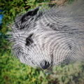 Deerhound