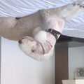 Bedlington Terrier