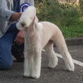 Bedlington Terrier