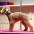 Bedlington Terrier