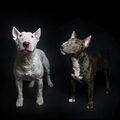 Bull Terrier, miniatuur