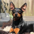 Dwergpinscher