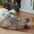 Kangal