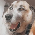 Kangal