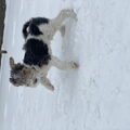 Foxterrier, draadhaar