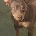 Dwergpinscher