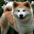 Akita Inu