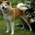 Akita Inu