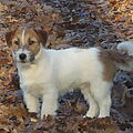 Jack Russell Terrier