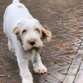 Spinone Italiano