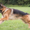 Duitse Herder