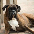 Boxer