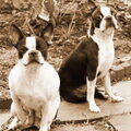 Boston Terrier