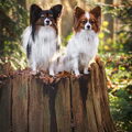 Epagneul Nain Continental, Papillon