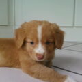 Nova Scotia Duck Tolling Retriever