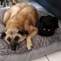Kangal