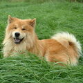 Eurasier