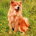 Eurasier