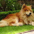 Eurasier
