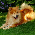 Eurasier
