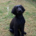 Flat Coated Retriever