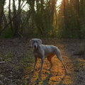 Weimaraner