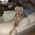 Weimaraner