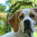 Engelse Pointer