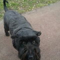 Bouvier