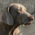 Weimaraner