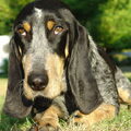 Basset Blue de Gascogne