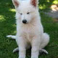 Zwitserse Witte Herder