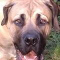Boerboel