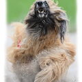 Afghaanse Windhond