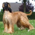 Afghaanse Windhond