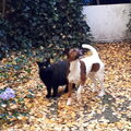 Foxterrier, gladhaar
