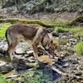 Saarlooswolfhond