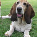 Basset Hound
