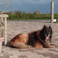 Tervuerense Herder
