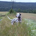 Dalmatische hond
