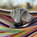 Weimaraner
