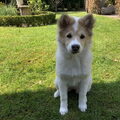Thai Bankaew Dog