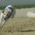 Greyhound