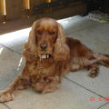 Engelse Cocker Spaniel