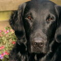 Flat Coated Retriever