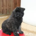 Bouvier