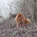 Chow chow
