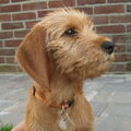 Basset Fauve de Bretagne