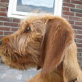 Basset Fauve de Bretagne